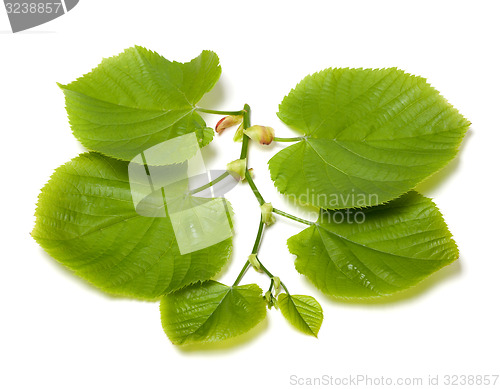 Image of Spring tilia leafs