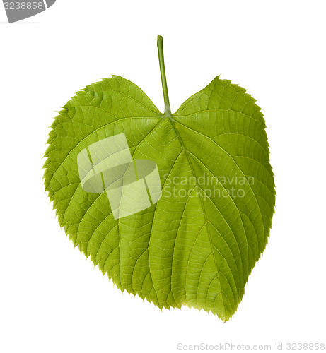 Image of Spring tilia leaf