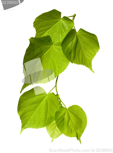 Image of Spring tilia leafs