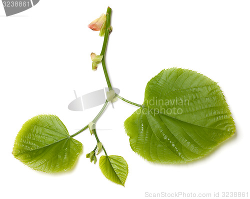 Image of Spring tilia leafs on white background