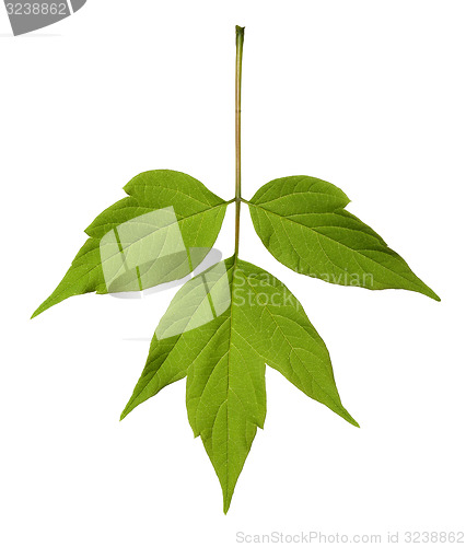 Image of Spring acer negundo leaf