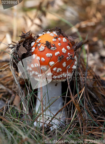 Image of Red amanita muscaria mushroom in forest