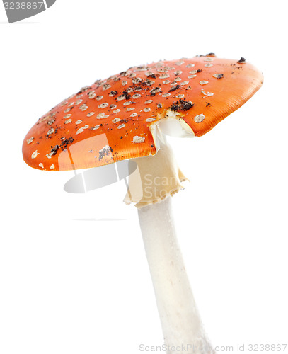 Image of Red fly agaric mushroom isolated on white background.