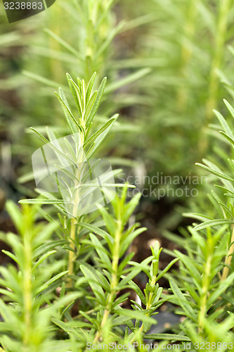 Image of Organic Rosemary Plants