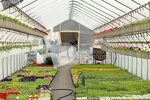 Image of Nursery Greenhouse Interior