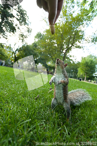 Image of Feeding a wild squirrel