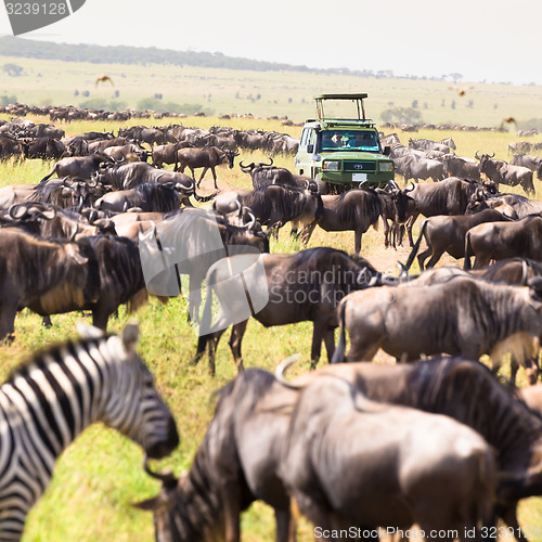 Image of Jeeps on african wildlife safari. 