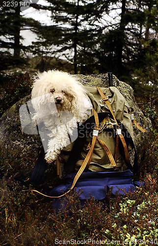 Image of Bishon frisé. Tired dog in backpack.