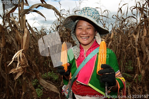 Image of ASIA THAILAND CHIANG MAI FARMING