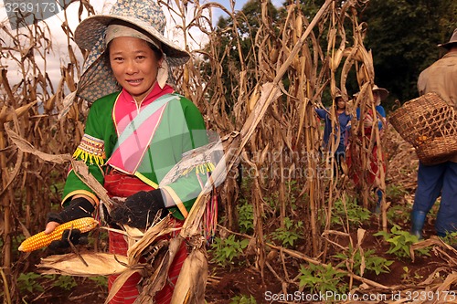 Image of ASIA THAILAND CHIANG MAI FARMING