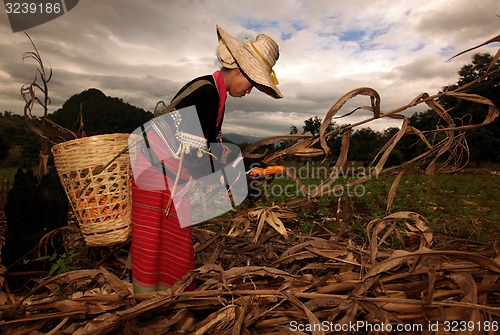 Image of ASIA THAILAND CHIANG MAI FARMING