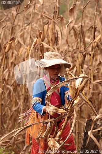 Image of ASIA THAILAND CHIANG MAI FARMING