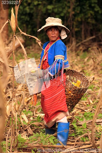 Image of ASIA THAILAND CHIANG MAI FARMING