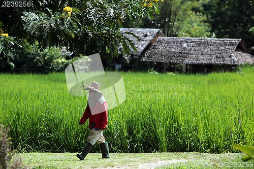 Image of ASIA THAILAND CHIANG MAI CHIANG DAO MINORITY