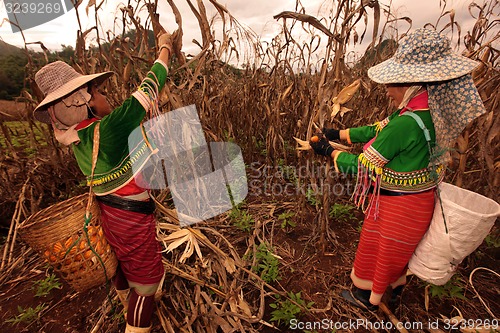 Image of ASIA THAILAND CHIANG MAI FARMING