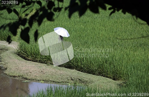 Image of ASIA THAILAND CHIANG MAI CHIANG DAO MINORITY