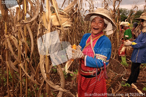 Image of ASIA THAILAND CHIANG MAI FARMING