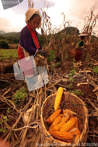 Image of ASIA THAILAND CHIANG MAI FARMING
