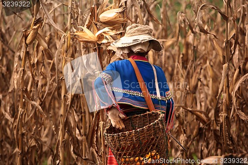 Image of ASIA THAILAND CHIANG MAI FARMING