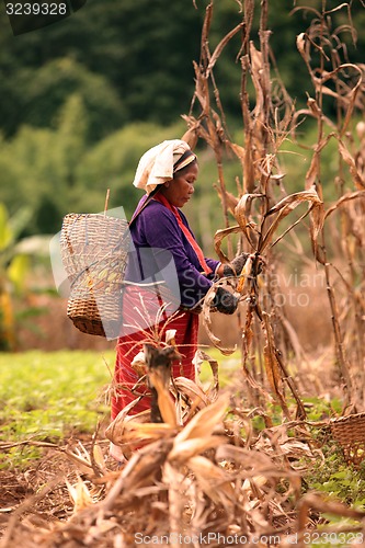 Image of ASIA THAILAND CHIANG MAI FARMING