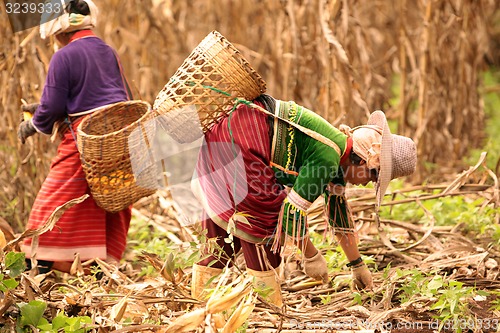 Image of ASIA THAILAND CHIANG MAI FARMING