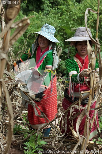 Image of ASIA THAILAND CHIANG MAI FARMING