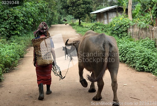 Image of ASIA THAILAND CHIANG MAI CHIANG DAO MINORITY