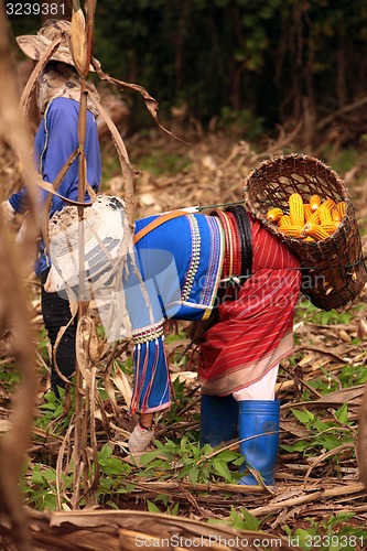 Image of ASIA THAILAND CHIANG MAI FARMING