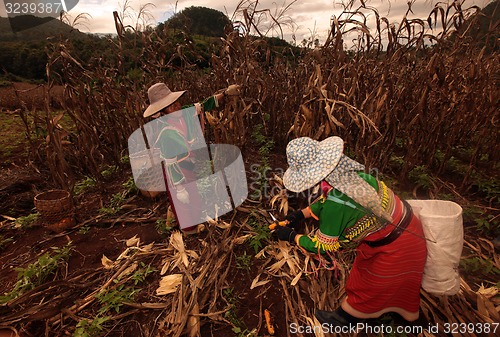 Image of ASIA THAILAND CHIANG MAI FARMING