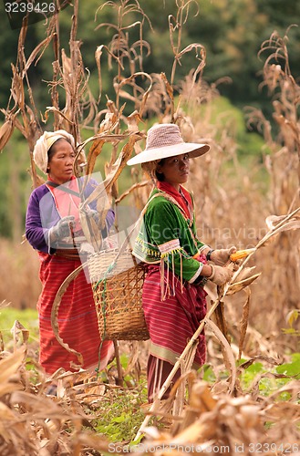 Image of ASIA THAILAND CHIANG MAI FARMING