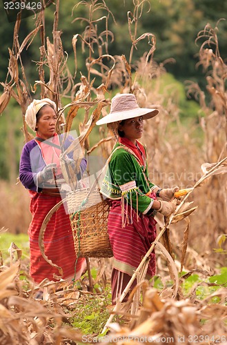 Image of ASIA THAILAND CHIANG MAI FARMING