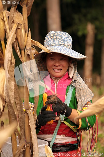 Image of ASIA THAILAND CHIANG MAI FARMING