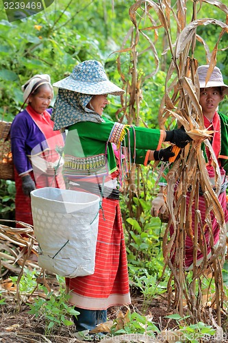 Image of ASIA THAILAND CHIANG MAI FARMING