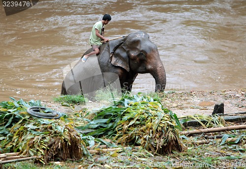 Image of ASIA THAILAND CHIANG ELEPHANT CAMP