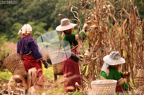 Image of ASIA THAILAND CHIANG MAI FARMING