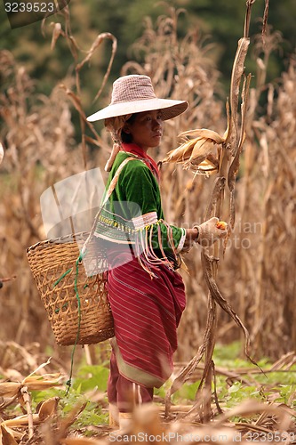 Image of ASIA THAILAND CHIANG MAI FARMING