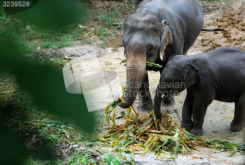 Image of ASIA THAILAND CHIANG ELEPHANT CAMP