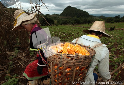 Image of ASIA THAILAND CHIANG MAI FARMING