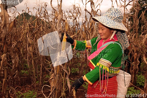 Image of ASIA THAILAND CHIANG MAI FARMING