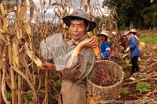 Image of ASIA THAILAND CHIANG MAI FARMING