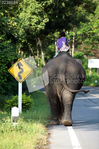 Image of ASIA THAILAND CHIANG MAI CHIANG ELEPHANT