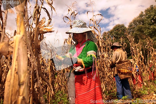 Image of ASIA THAILAND CHIANG MAI FARMING