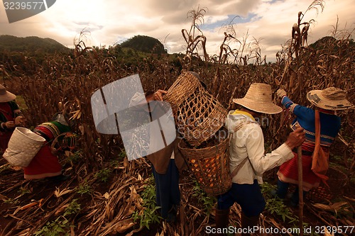 Image of ASIA THAILAND CHIANG MAI FARMING