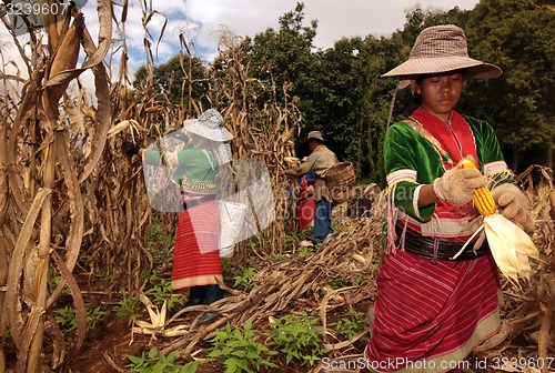 Image of THAILAND CHIANG MAI