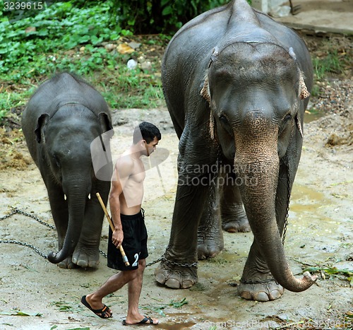 Image of ASIA THAILAND CHIANG ELEPHANT CAMP