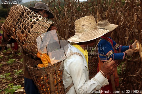 Image of ASIA THAILAND CHIANG MAI FARMING