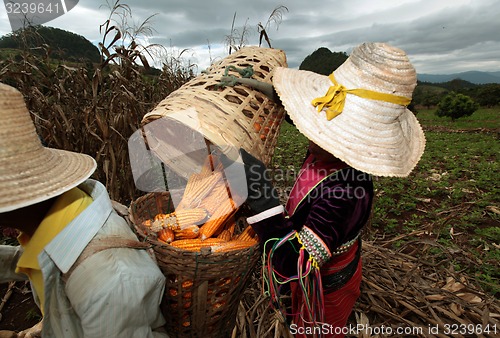 Image of ASIA THAILAND CHIANG MAI FARMING