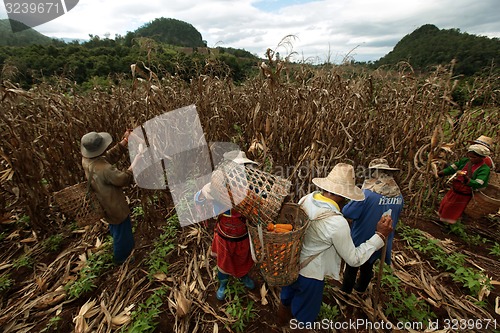 Image of ASIA THAILAND CHIANG MAI FARMING