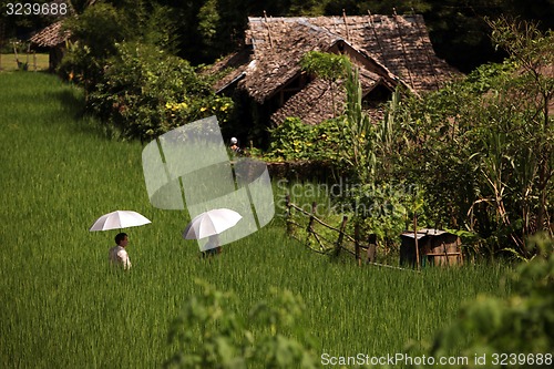 Image of ASIA THAILAND CHIANG MAI CHIANG DAO MINORITY