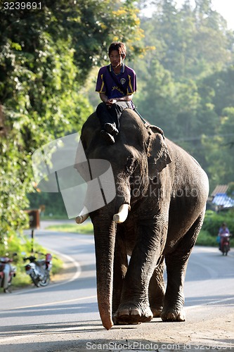 Image of ASIA THAILAND CHIANG MAI CHIANG ELEPHANT